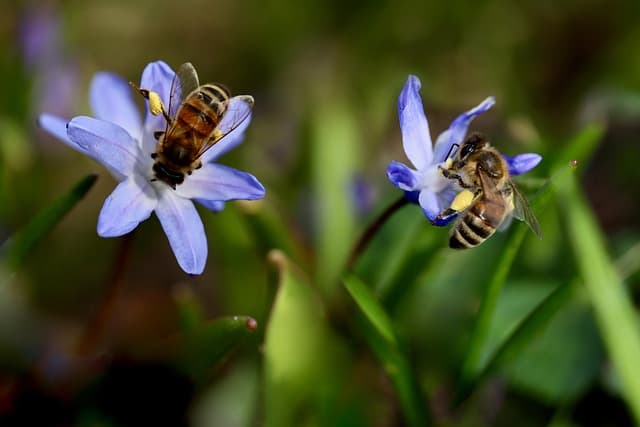 Comment favoriser la biodiversité dans votre jardin