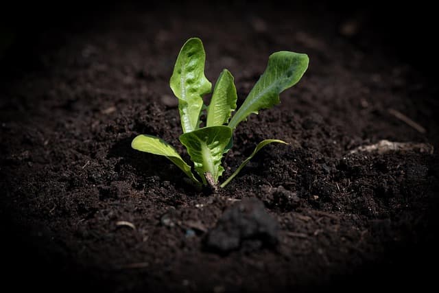 Comment créer un jardin comestible en petits espaces