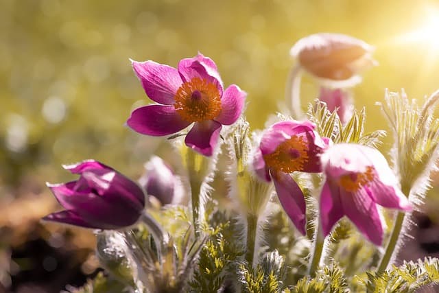 Les Meilleures Plantes Résistantes à la Chaleur pour Votre Jardin