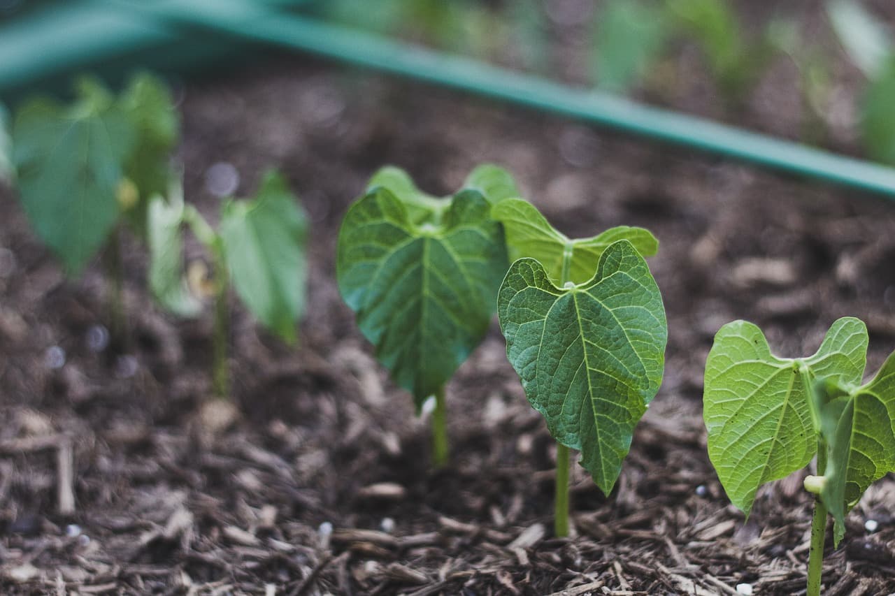 Comment débuter en jardinage : Guide pour les néophytes