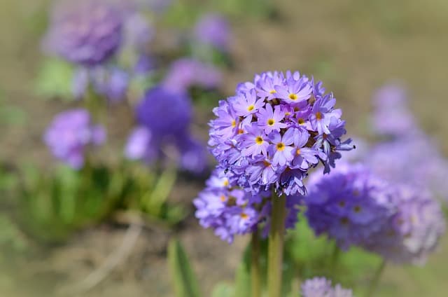 Les Meilleures Plantes à Choisir pour un Jardin Écologique