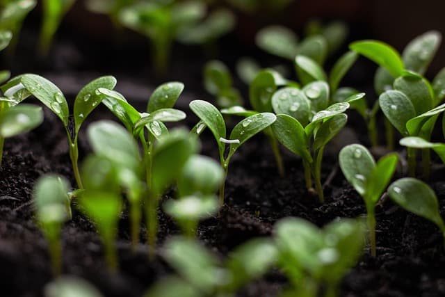 5 Astuces Pour Créer un Jardin Écologique au Quotidien