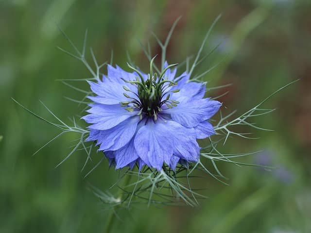 5 Plantes Idéales Pour Créer un Jardin Résistant à la Chaleur