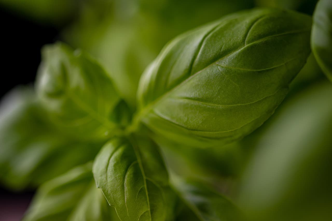 10 Plantes Parfaites pour Créer un Jardin Aromatique Épanouissant