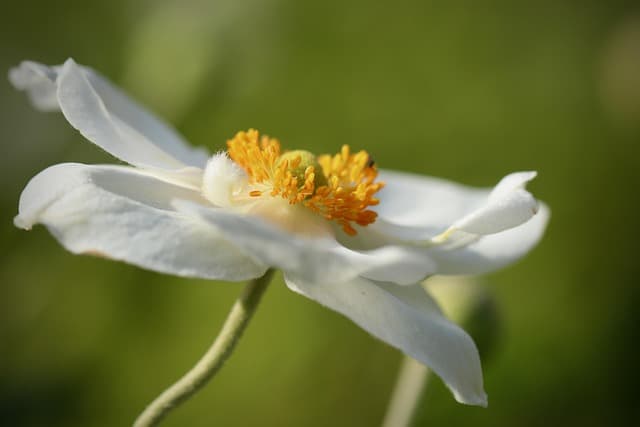 Les Plantes Indispensables Pour Créer un Jardin Écologique