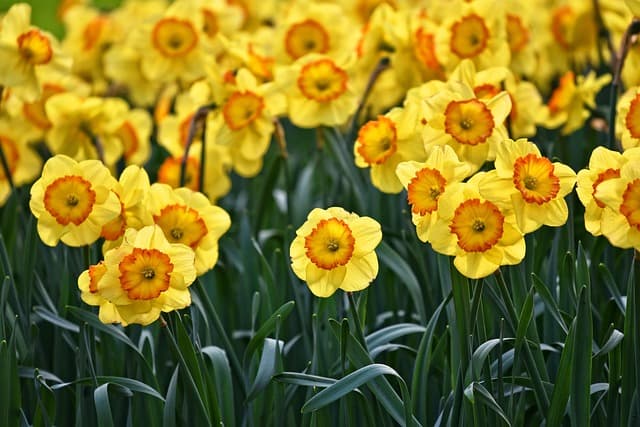 Les Meilleures Plantes Pour Créer Un Jardin Écologique