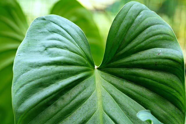 5 Plantes Parfaites pour un Jardin Écologique