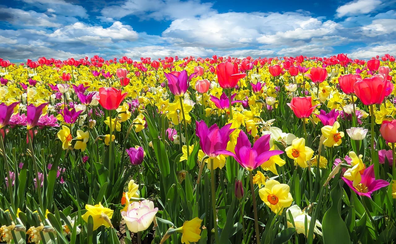 Les plantes incontournables pour un jardin fleuri toute l'année