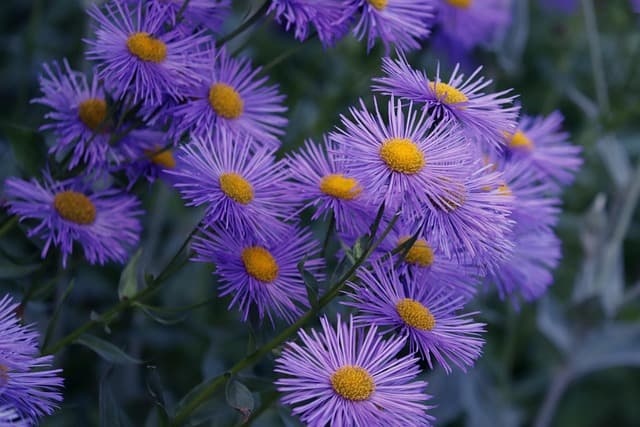 Comment créer un jardin de fleurs comestibles : Guide pratique