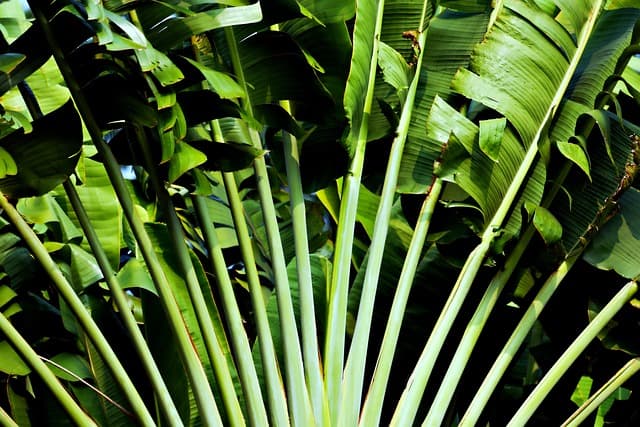 10 Plantes Parfaites pour un Jardin Potager Réussi