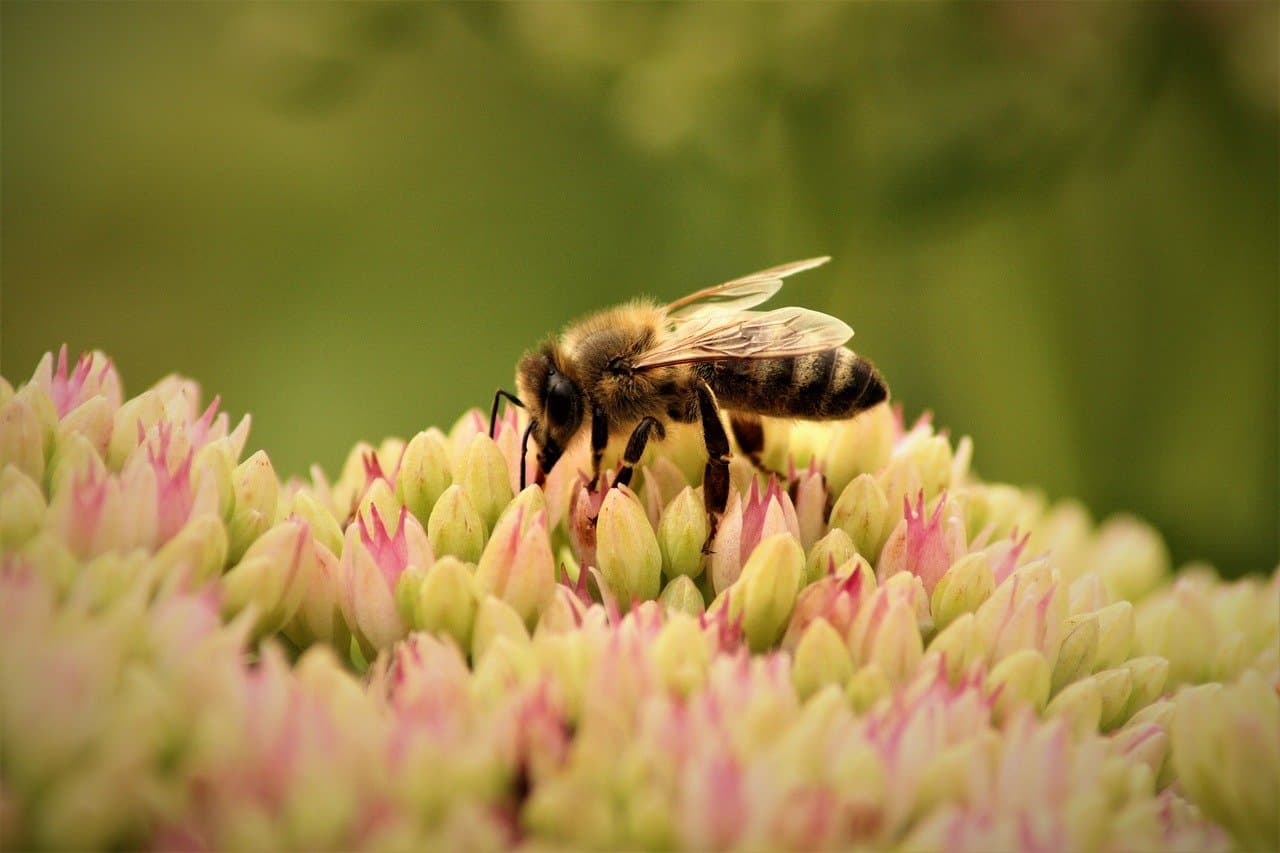 Comment choisir les meilleures plantes pour un jardin durable