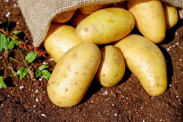 Comment cultiver un jardin potager bio : Guide pratique