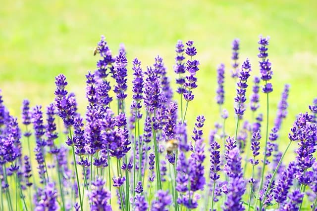 Comment cultiver des plantes médicinales dans votre jardin