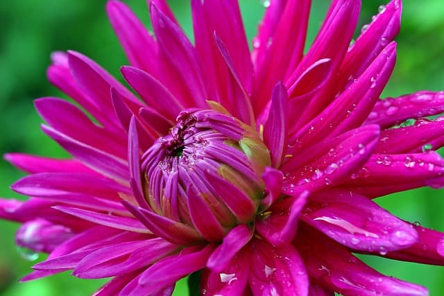 10 Astuces Pour Créer Un Jardin Écologique et Durable