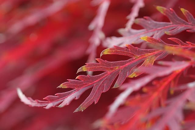 10 Astuces Pour Créer un Jardin Sensoriel Éveillez Vos Sens