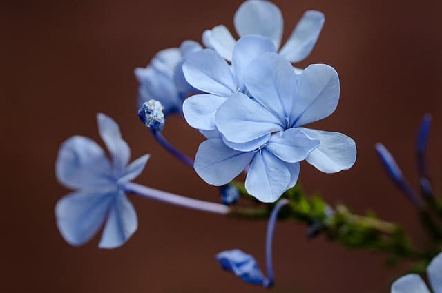 Les Plantes Idéales Pour Créer un Jardin Résistant à la Chaleur