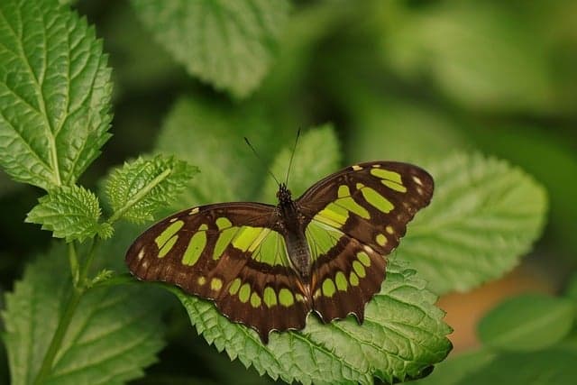 Comment Planifier et Aménager un Jardin Écologique