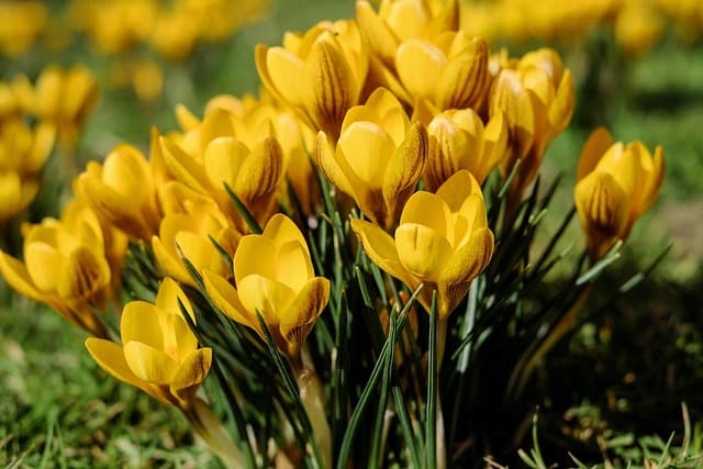 10 Plantes Vivaces Indispensables pour un Jardin Écologique