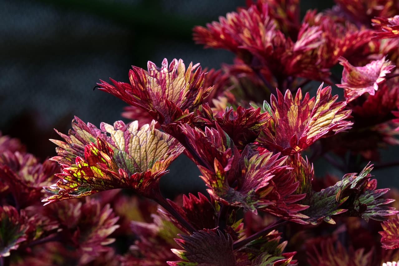 Comment choisir les meilleures plantes pour un jardin d'ombre