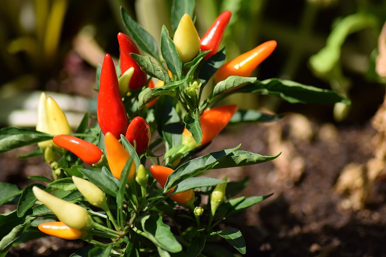 Les meilleures astuces pour réussir son potager bio