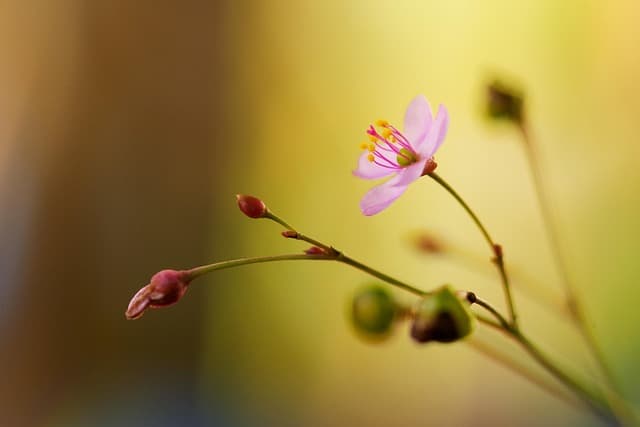 Les Plantes Idéales pour un Jardin d'Hiver Éblouissant