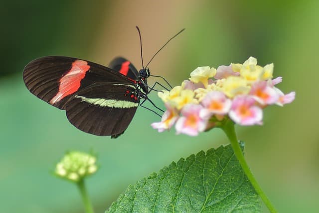Les Plantes Meilleures Pour Attirer Les Pollinisateurs