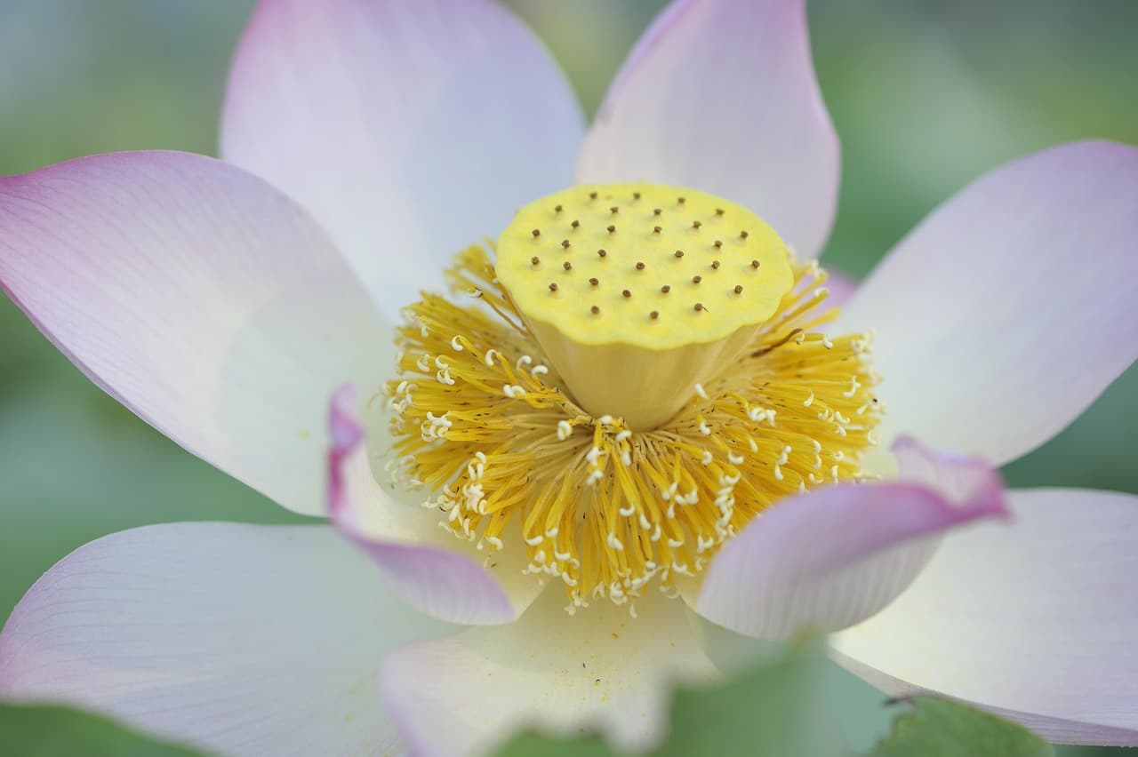 Comment choisir les meilleures plantes pour un jardin à fleurs