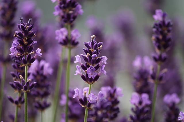 Comment créer un jardin d'herbes aromatiques facilement