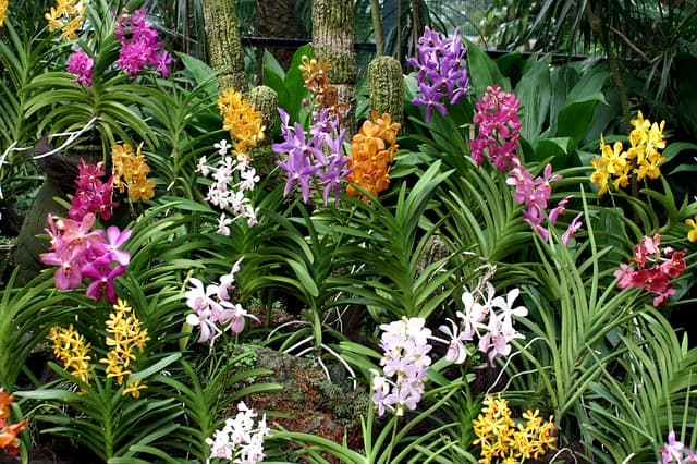 Les Plantes Tropicales à Intégrer Dans Votre Jardin