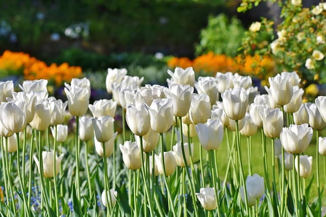 10 Plantes Parfaites pour Votre Jardin au Printemps