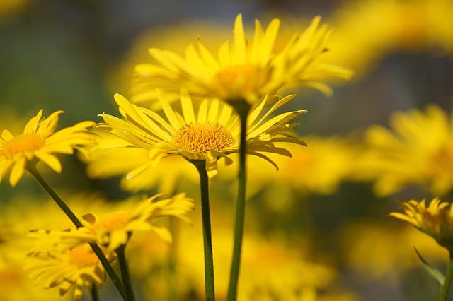 10 Plantes Parfaites pour Créer un Jardin d'Été Éblouissant