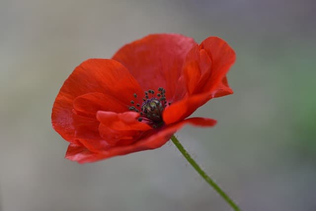 10 Astuces Pour Créer Un Jardin Écologique Épanouissant