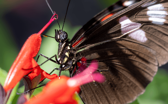 Les Meilleures Plantes Pour Attirer Les Pollinisateurs