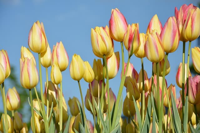 10 Plantes Idéales pour Éveiller Votre Jardin au Printemps