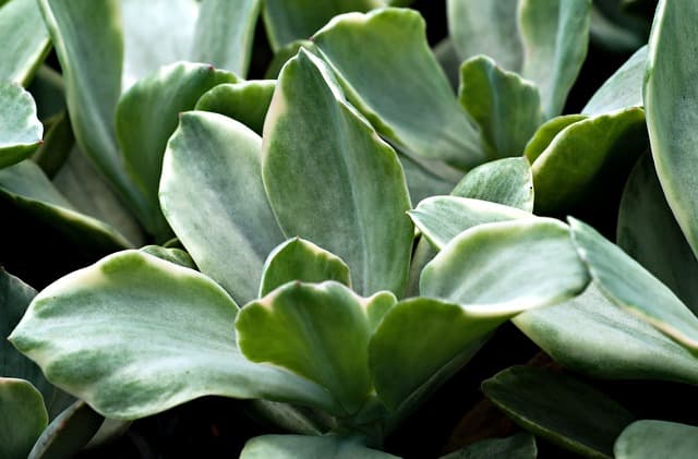 Comment Aménager un Jardin Écologique en Harmonie Avec la Nature