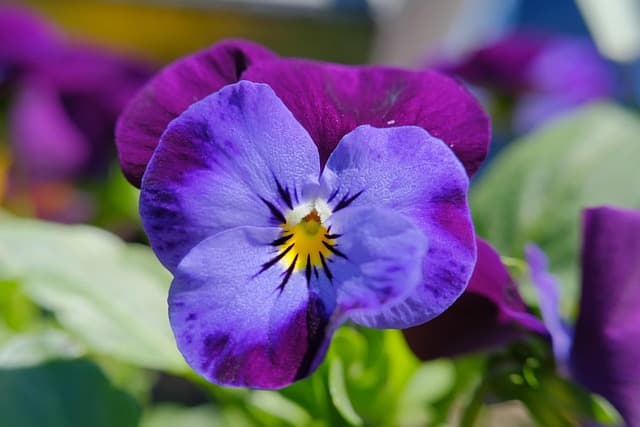 Les Plantes Idéales pour un Jardin d'Hiver Éblouissant