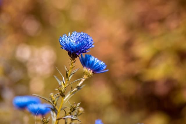 Les Meilleures Plantes à Cultiver pour un Jardin Écologique
