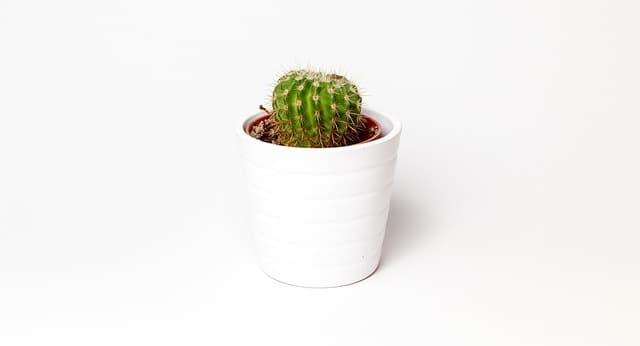 Les Plantes Faciles à Entretenir pour les Débutants en Jardinage