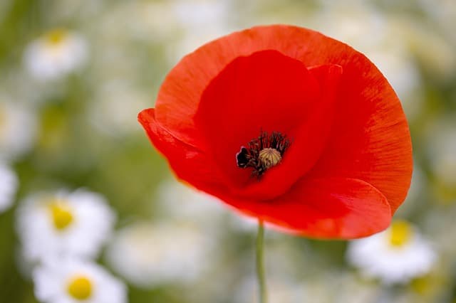 10 Plantes Indispensables pour Apprécier Votre Jardin en Hiver