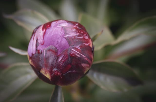 Guide Pratique pour Cultiver des Plantes Rares dans Votre Jardin