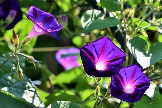 10 Plantes Parfaites pour Éveiller Votre Jardin au Printemps