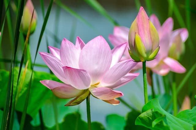 Guide Pratique pour Créer un Jardin Écologique