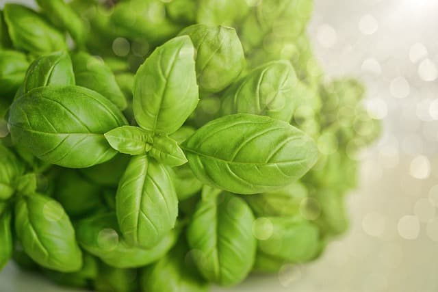 Comment créer un jardin de plantes comestibles facilement