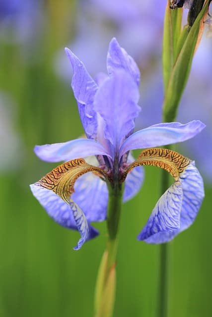 10 Plantes Vivaces Incontournables pour un Jardin Écologique