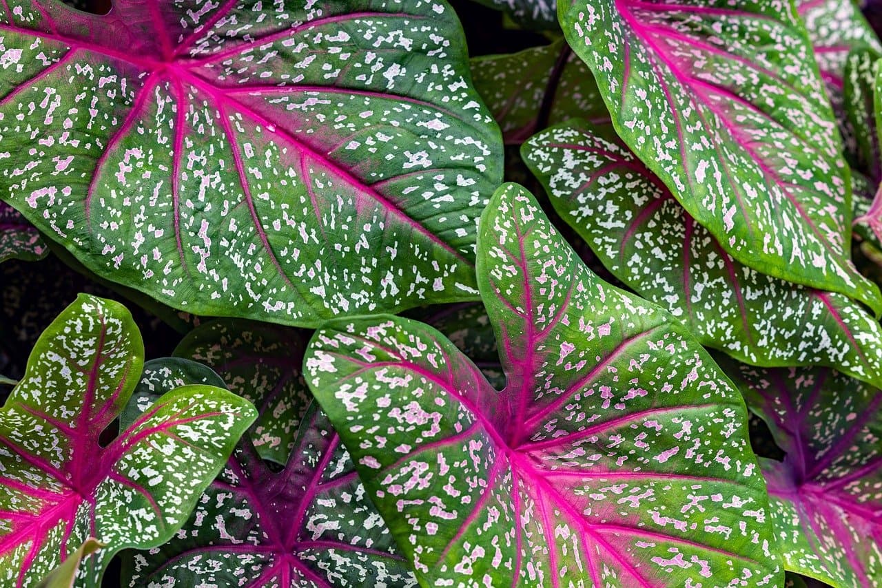 Les meilleures plantes pour un jardin d'hiver éblouissant