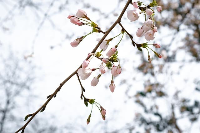 Comment Choisir les Meilleures Plantes pour un Jardin d'Hiver