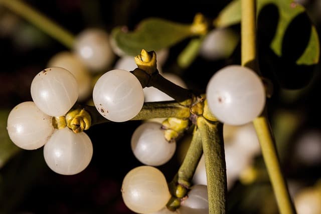 Les Meilleures Astuces pour Entretenir Votre Jardin en Hiver