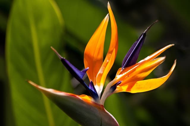 10 Plantes Rares à Découvrir pour un Jardin Unique