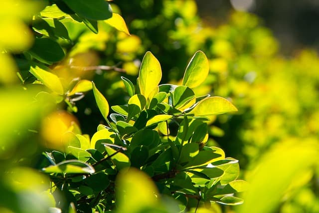 Guide Pratique pour Créer un Jardin Écologique en 5 Étapes