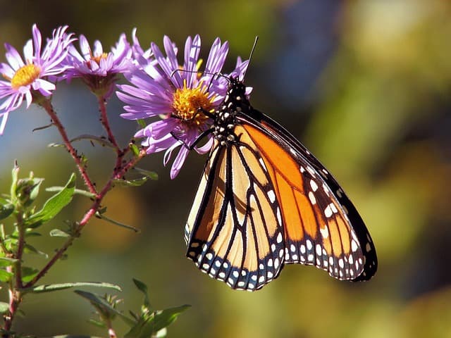 Comment Créer un Écosystème Équilibré dans Votre Jardin